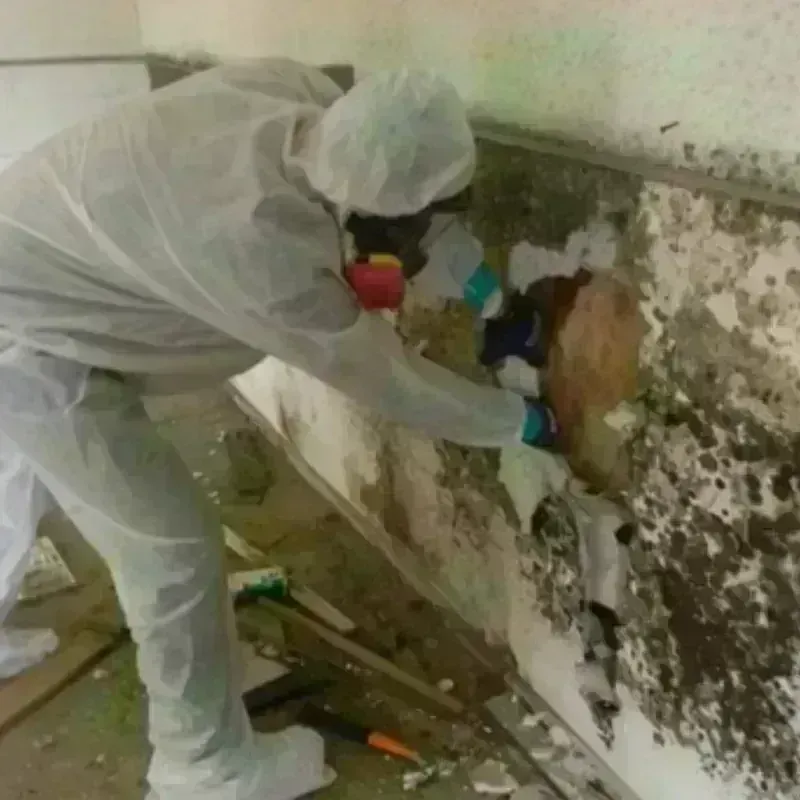 Mold Remediation and Removal in Edwards, MS